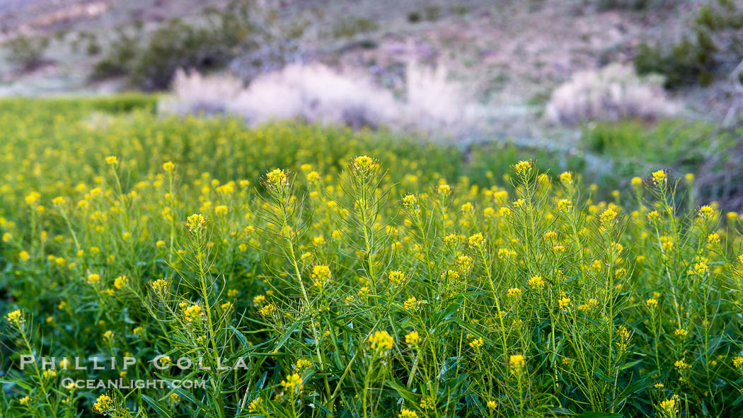 Mustard in bloom during the 2017 Superbloom, Anza Borrego. Anza-Borrego Desert State Park, Borrego Springs, California, USA, natural history stock photograph, photo id 33111