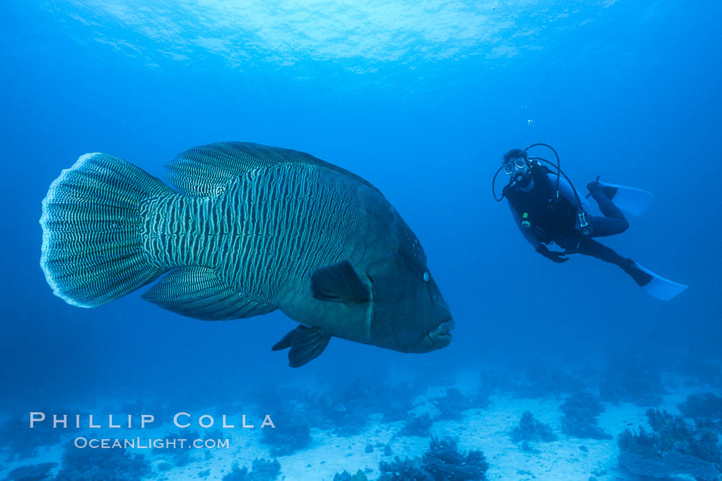 Napolean wrasse and diver. Egyptian Red Sea, natural history stock photograph, photo id 01490