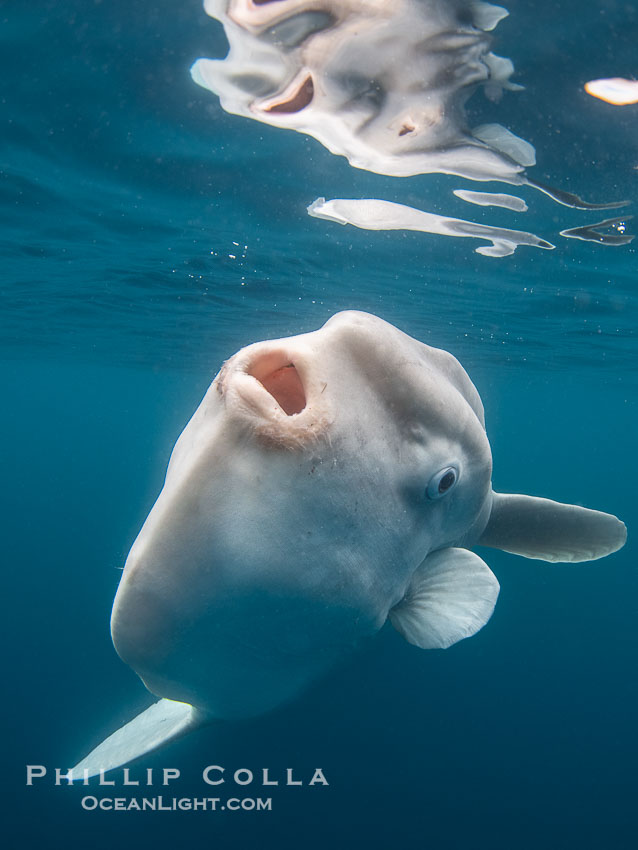 Narcissis the Ocean Sunfish was So Handsome He Fell in Love with his Own Reflection, in the Open Ocean near San Diego. California, USA, Mola mola, natural history stock photograph, photo id 39460