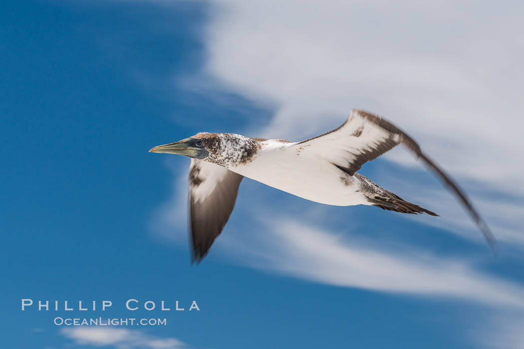 Nazca Booby, Clipperton Island. France, natural history stock photograph, photo id 33096