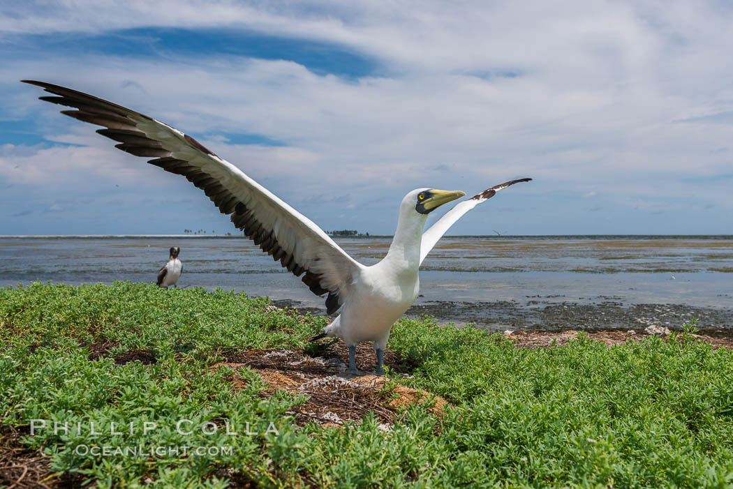 Nazca Booby, Clipperton Island. France, natural history stock photograph, photo id 33093