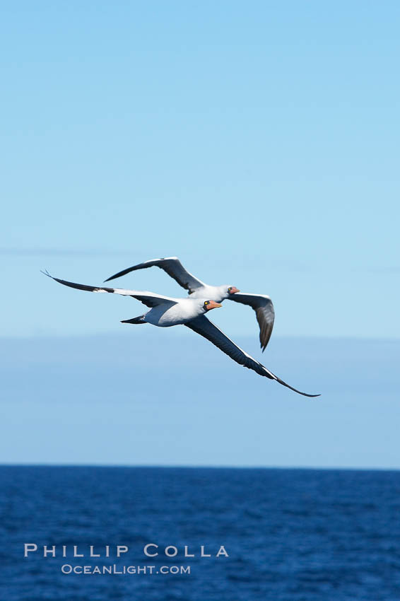 Nazca booby in flight. Wolf Island, Galapagos Islands, Ecuador, Sula granti, natural history stock photograph, photo id 16536