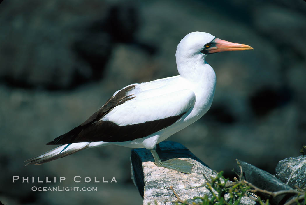 Nazca booby, Punta Suarez. Hood Island, Galapagos Islands, Ecuador, Sula granti, natural history stock photograph, photo id 01763