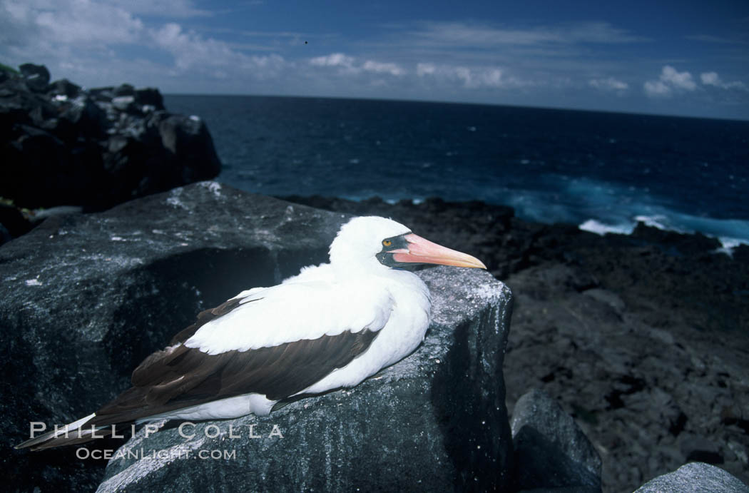 Nazca booby, Punta Suarez. Hood Island, Galapagos Islands, Ecuador, Sula granti, natural history stock photograph, photo id 05751