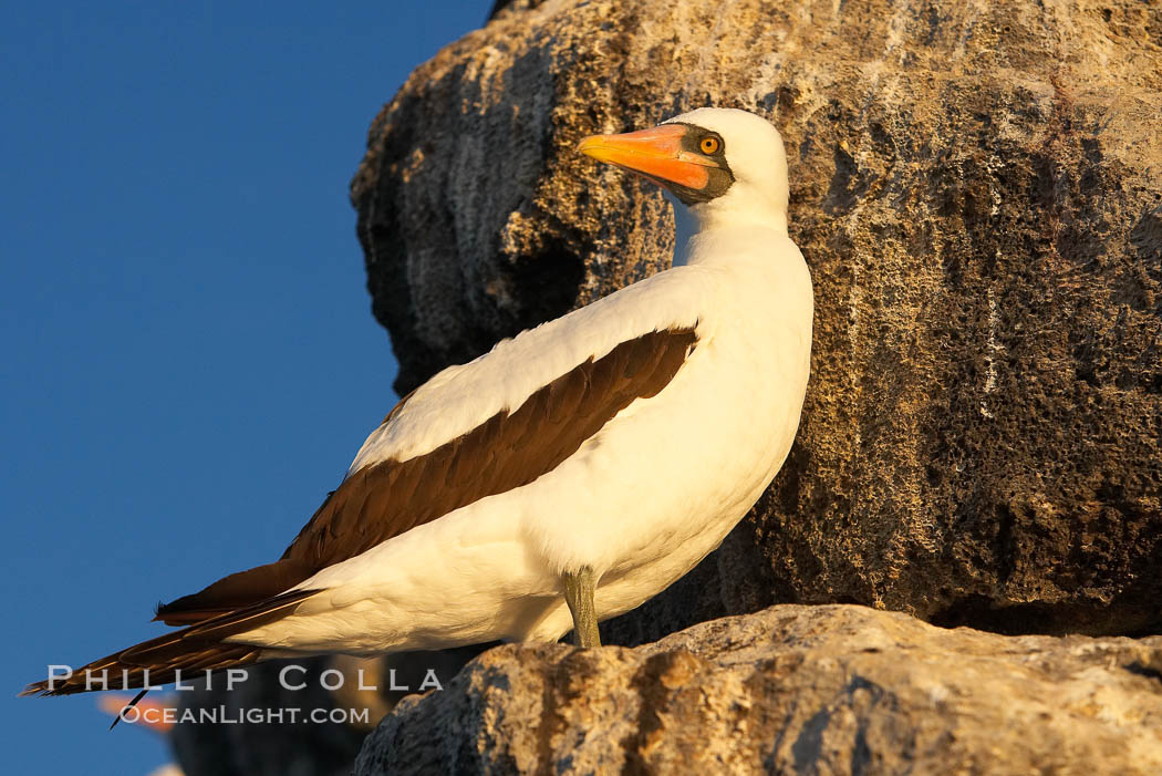 Nazca booby. Wolf Island, Galapagos Islands, Ecuador, Sula granti, natural history stock photograph, photo id 16539