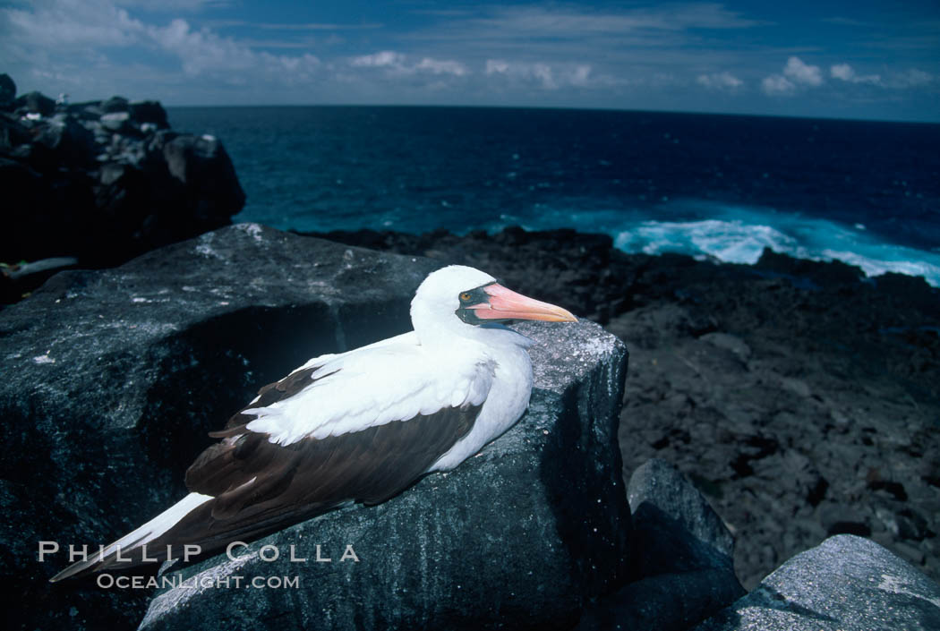 Nazca booby, Punta Suarez. Hood Island, Galapagos Islands, Ecuador, Sula granti, natural history stock photograph, photo id 02281