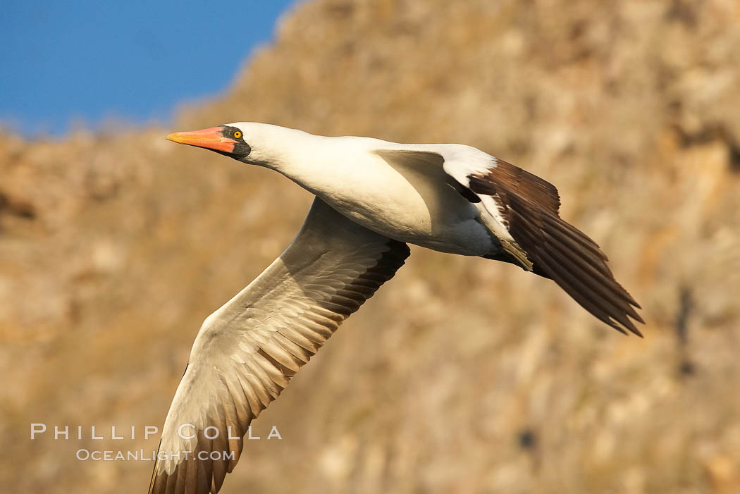 Nazca booby in flight. Wolf Island, Galapagos Islands, Ecuador, Sula granti, natural history stock photograph, photo id 16529