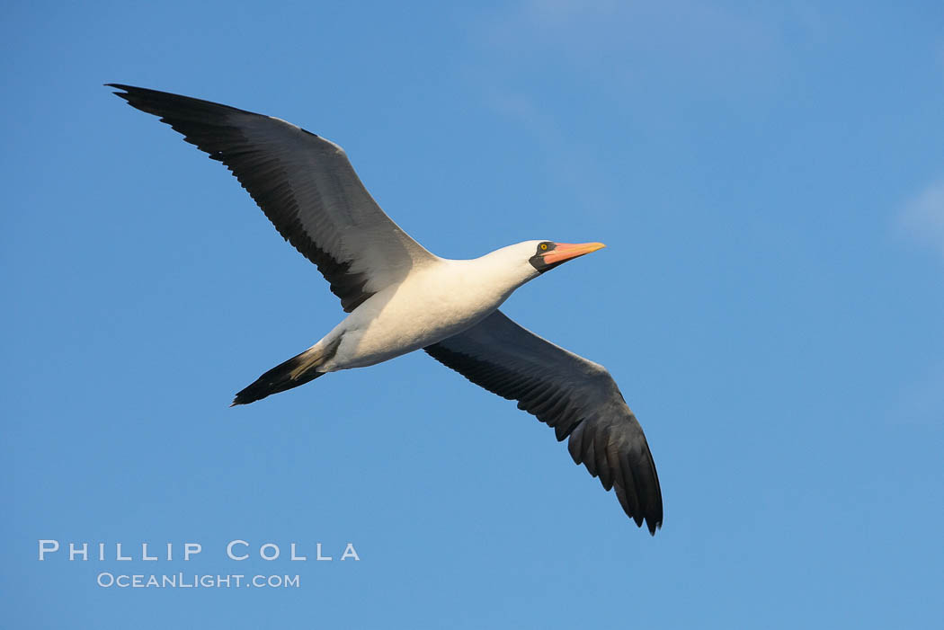 Nazca booby in flight. Wolf Island, Galapagos Islands, Ecuador, Sula granti, natural history stock photograph, photo id 16681