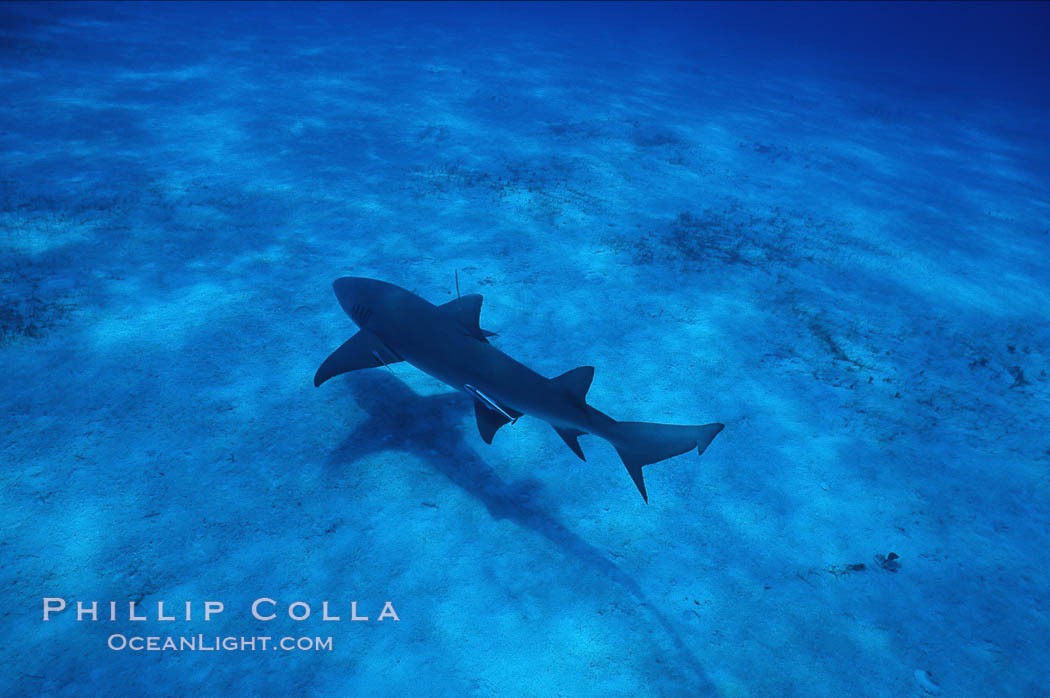 Lemon shark. Bahamas, Negaprion brevirostris, natural history stock photograph, photo id 05006