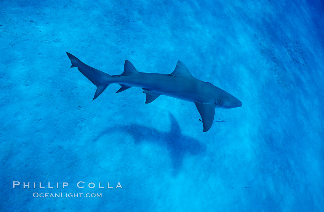 Lemon shark. Bahamas, Negaprion brevirostris, natural history stock photograph, photo id 05007