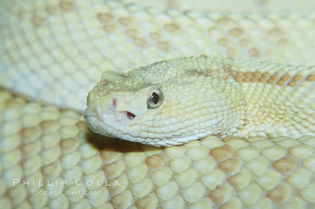 Neotropical rattlesnake., Crotalus durissus, natural history stock photograph, photo id 12562