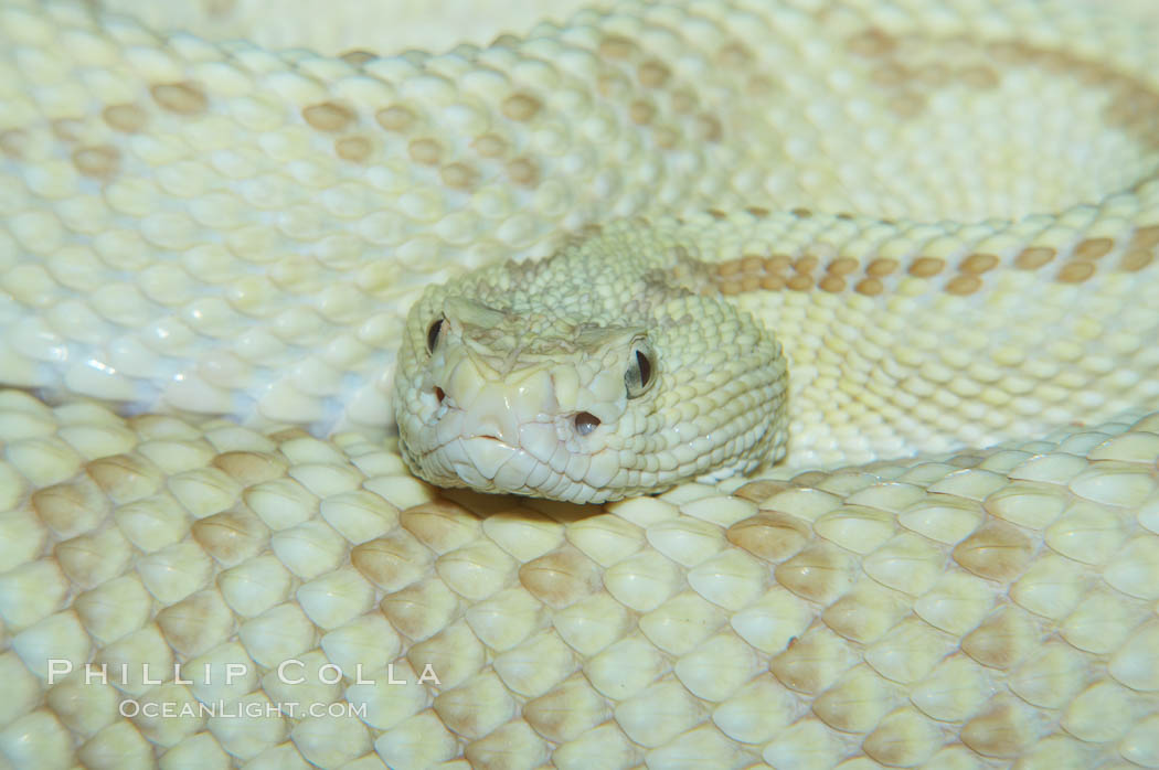 Neotropical rattlesnake., Crotalus durissus, natural history stock photograph, photo id 12564