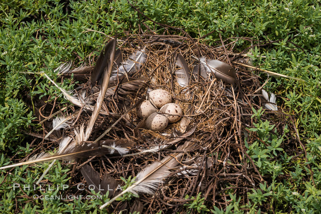 Nest and Eggs, Clipperton Island. France, natural history stock photograph, photo id 33090