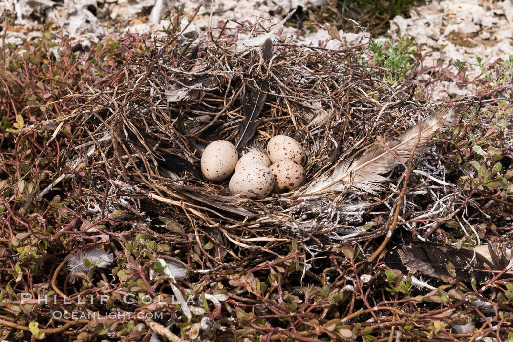 Nest and Eggs, Clipperton Island. France, natural history stock photograph, photo id 33085