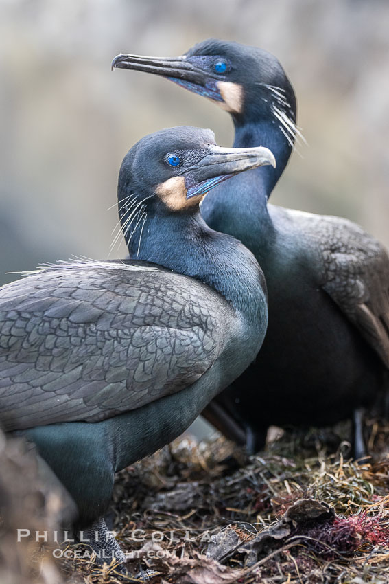 Nesting Pair of Brandt's Cormorants, on La Jolla Cliffs. California, USA, Phalacrocorax penicillatus, natural history stock photograph, photo id 40881