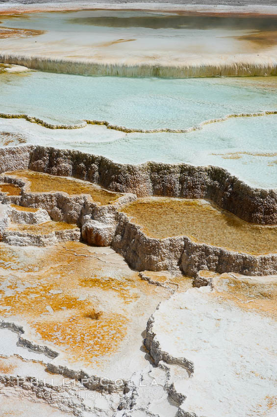 New Blue Spring and its travertine terraces, part of the Mammoth Hot Springs complex. Yellowstone National Park, Wyoming, USA, natural history stock photograph, photo id 13630
