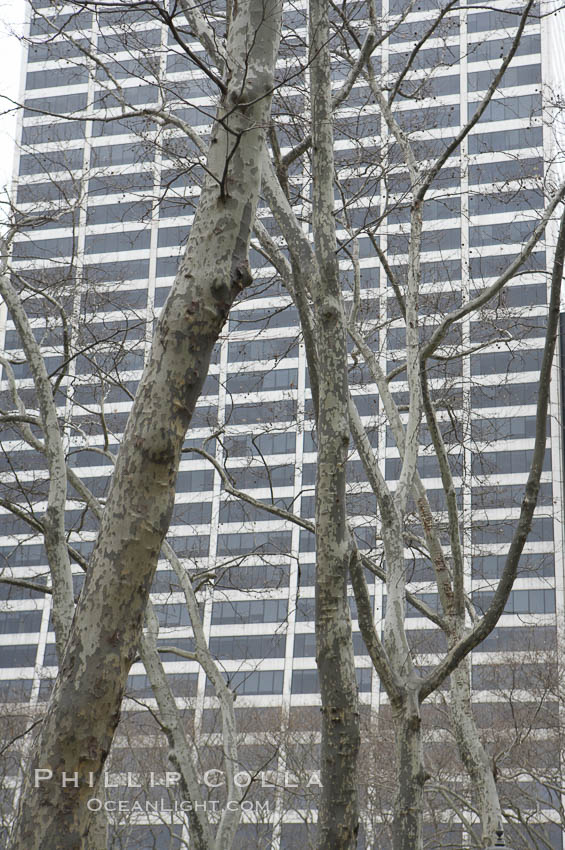 Trees and buildings, winter. Manhattan, New York City, USA, natural history stock photograph, photo id 11161