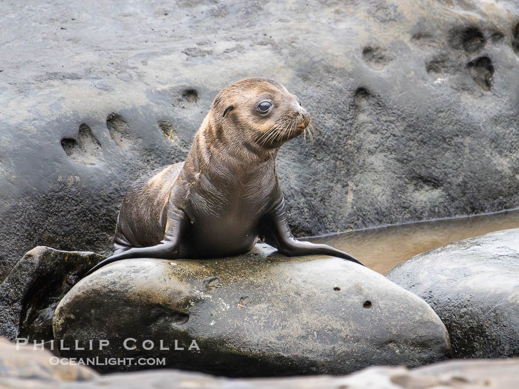Newborn California Sea Lion Pup in La Jolla. It is thought that most California sea lions are born on June 15 each year. This pup is just a few days old, on the rocks at Point La Jolla. USA, natural history stock photograph, photo id 39387