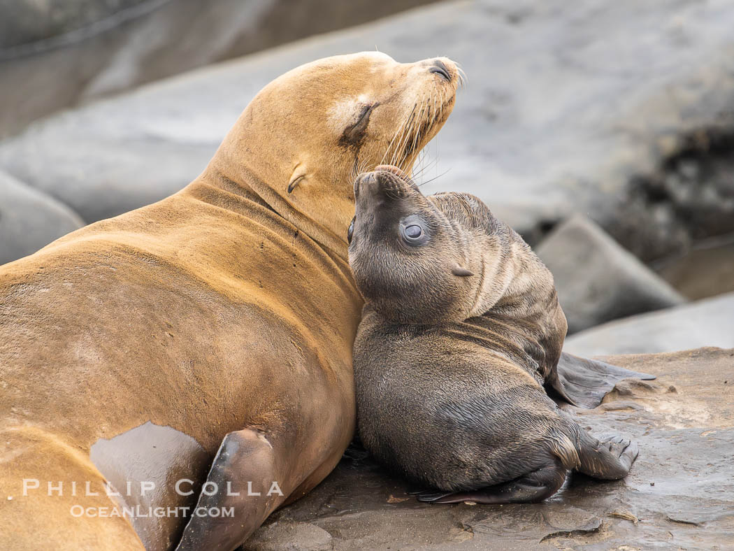 Newborn California sea lion pup with its mother in La Jolla. It is thought that most California sea lions are born on June 15 each year. This pup is just a few days old, on the rocks at Point La Jolla. USA, natural history stock photograph, photo id 39390