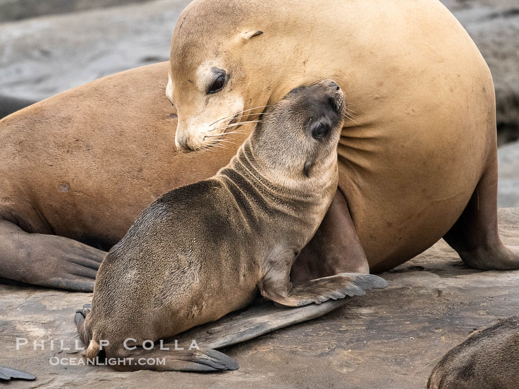 Newborn California sea lion pup with its mother in La Jolla. It is thought that most California sea lions are born on June 15 each year. This pup is just a few days old, on the rocks at Point La Jolla. USA, natural history stock photograph, photo id 39389