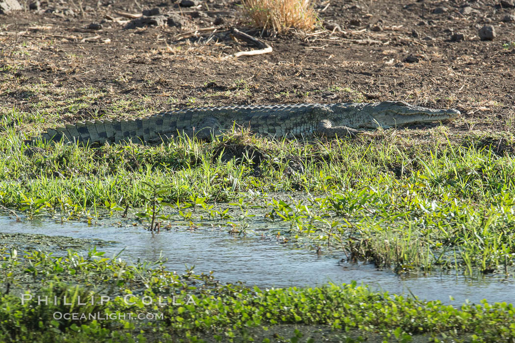 Nile crocodile, Meru National Park, Kenya., Crocodylus niloticus, natural history stock photograph, photo id 29656