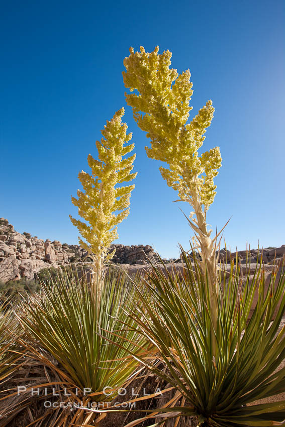 Parry's Nolina, or Giant Nolina, a flowering plant native to southern California and Arizona founds in deserts and mountains to 6200'. It can reach 6' in height with its flowering inflorescence reaching 12'. Joshua Tree National Park, USA, Nolina parryi, natural history stock photograph, photo id 26746