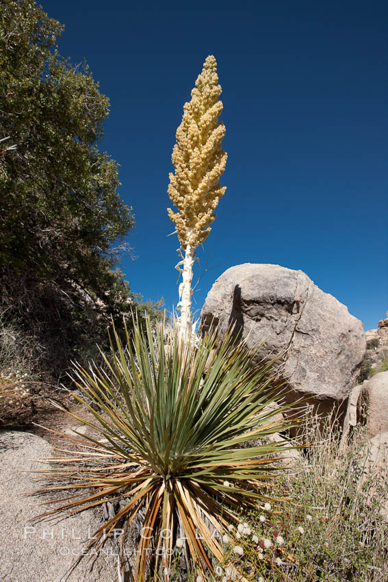 Parry's Nolina, or Giant Nolina, a flowering plant native to southern California and Arizona founds in deserts and mountains to 6200'. It can reach 6' in height with its flowering inflorescence reaching 12'. Joshua Tree National Park, USA, Nolina parryi, natural history stock photograph, photo id 26760