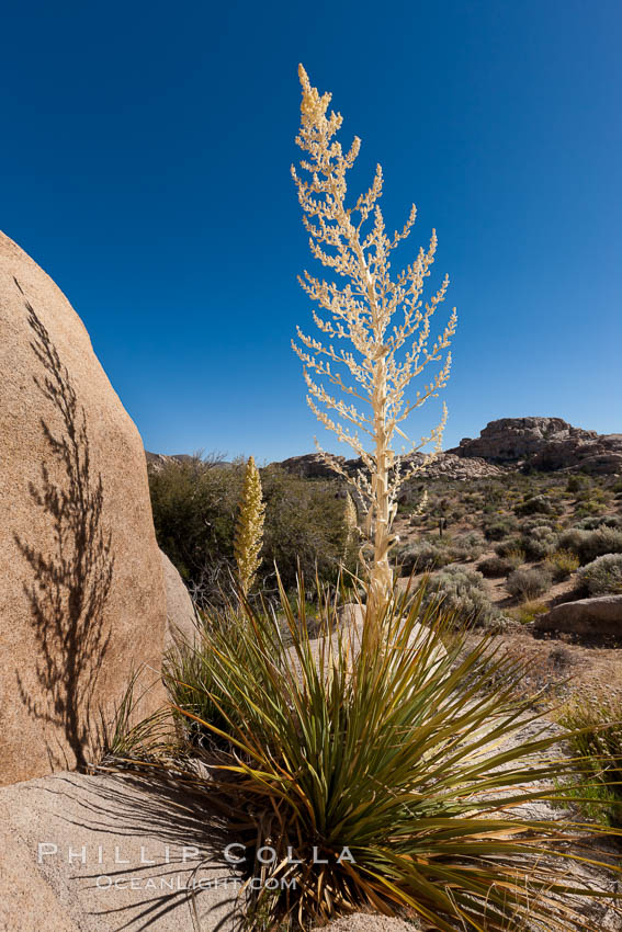 Parry's Nolina, or Giant Nolina, a flowering plant native to southern California and Arizona founds in deserts and mountains to 6200'. It can reach 6' in height with its flowering inflorescence reaching 12'. Joshua Tree National Park, USA, Nolina parryi, natural history stock photograph, photo id 26725