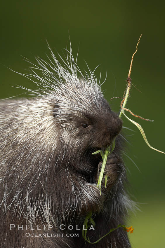 North American porcupine., Erethizon dorsatum, natural history stock photograph, photo id 15934