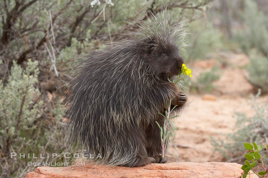 North American porcupine., Erethizon dorsatum, natural history stock photograph, photo id 12148