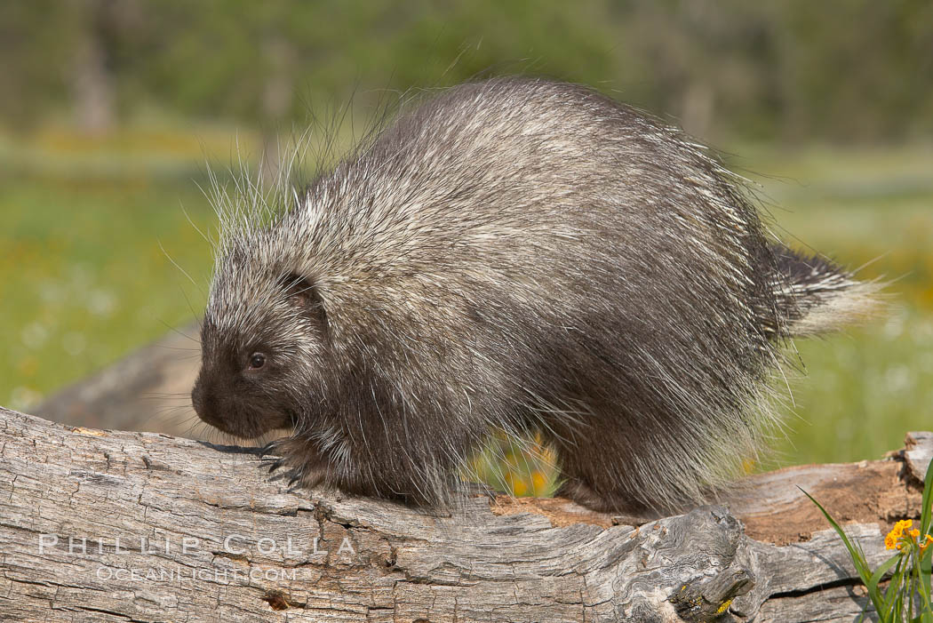North American porcupine., Erethizon dorsatum, natural history stock photograph, photo id 15935
