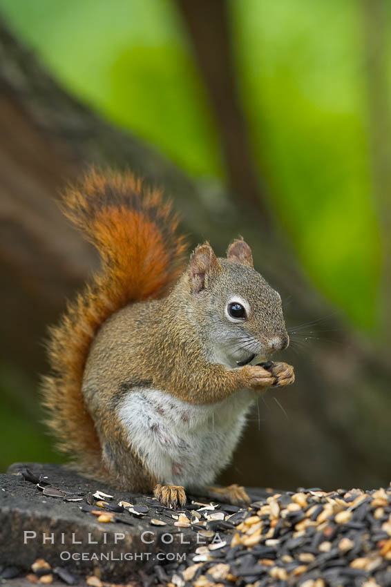 North American red squirrel eats seeds in the shade of a Minnesota birch forest.  Red squirrels are found in coniferous, deciduous and mixed forested habitats from Alaska, across Canada, throughout the Northeast and south to the Appalachian states, as well as in the Rocky Mountains. Orr, USA, Tamiasciurus hudsonicus, natural history stock photograph, photo id 18907