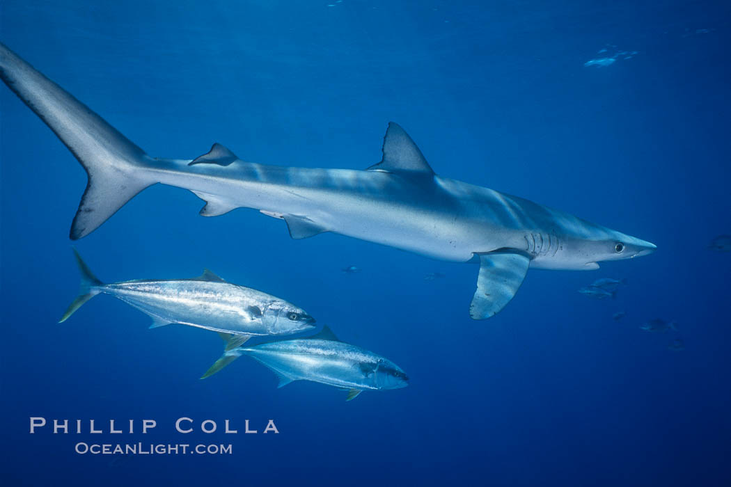 Blue shark and yellowtail in the open ocean. San Diego, California, USA, Prionace glauca, Seriola lalandi, natural history stock photograph, photo id 00998
