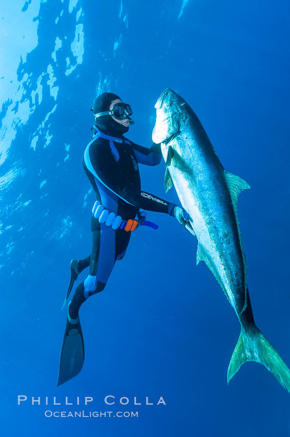 Craig OConnor and his pending spearfishing world record North Pacific yellowtail (77.4 pounds), taken on a breathold dive with a band-power speargun near Abalone Point.  Guadalupe Island is home to enormous yellowtail.  The three most recent spearfishing world records for Northern yellowtail have been taken at Guadalupe. July 2004. Guadalupe Island (Isla Guadalupe), Baja California, Mexico, Seriola lalandi, natural history stock photograph, photo id 09590