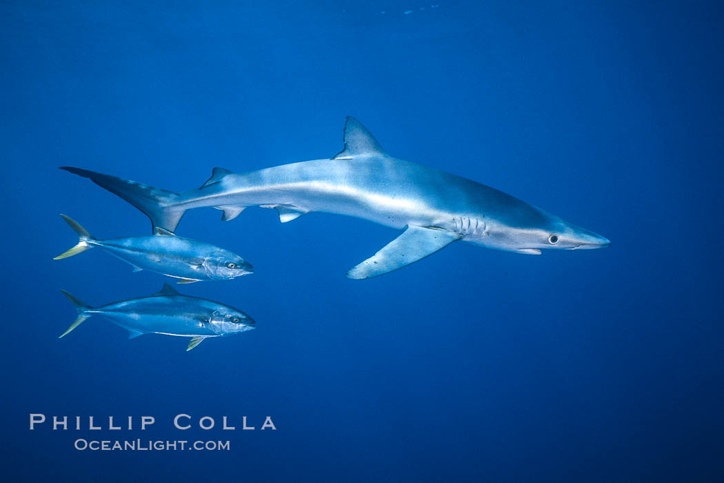 North Pacific Yellowtail brushing against blue shark, Seriola lalandi, Prionace glauca, San Diego, California