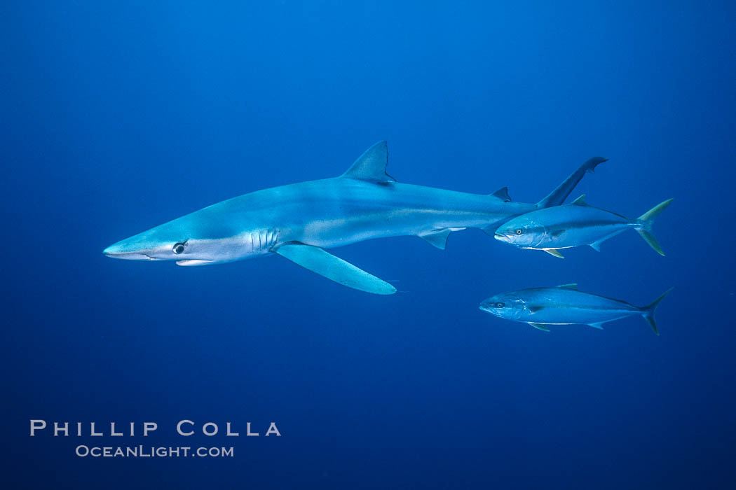 Blue shark and yellowtail in the open ocean. San Diego, California, USA, Prionace glauca, Seriola lalandi, natural history stock photograph, photo id 00999