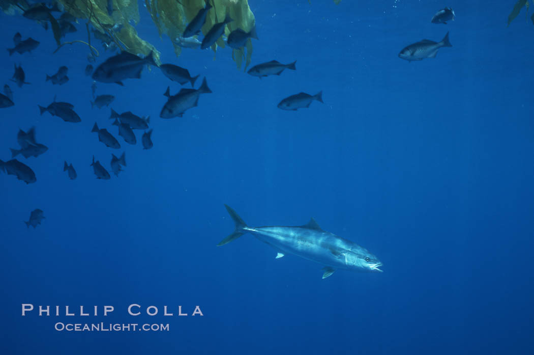 North Pacific Yellowtail under drift kelp paddy, open ocean. San Diego, California, USA, Seriola lalandi, natural history stock photograph, photo id 03772