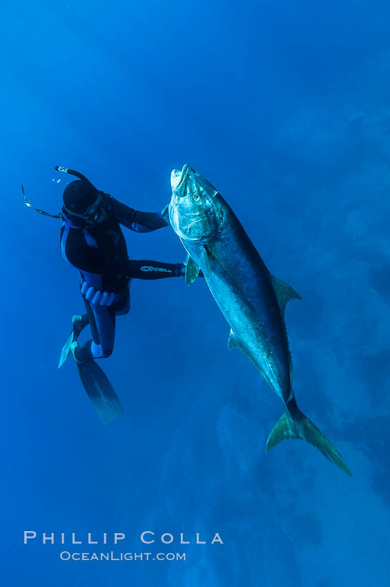 Craig OConnor and his pending spearfishing world record North Pacific yellowtail (77.4 pounds), taken on a breathold dive with a band-power speargun near Abalone Point.  Guadalupe Island is home to enormous yellowtail.  The three most recent spearfishing world records for Northern yellowtail have been taken at Guadalupe. July 2004. Guadalupe Island (Isla Guadalupe), Baja California, Mexico, Seriola lalandi, natural history stock photograph, photo id 09591