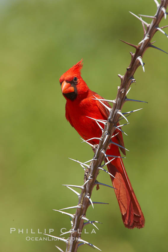 Northern cardinal, male. Amado, Arizona, USA, Cardinalis cardinalis, natural history stock photograph, photo id 22923