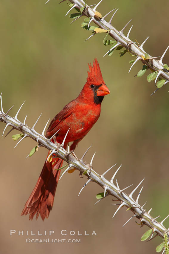 Northern cardinal, male. Amado, Arizona, USA, Cardinalis cardinalis, natural history stock photograph, photo id 23043