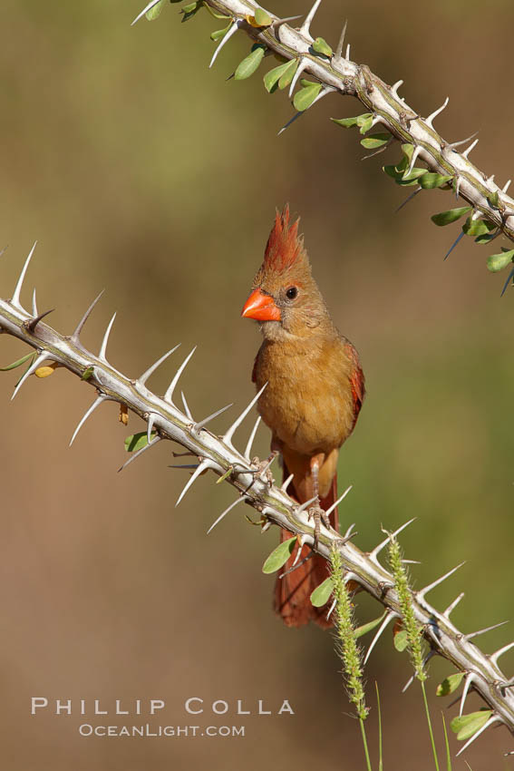 Northern cardinal, female. Amado, Arizona, USA, Cardinalis cardinalis, natural history stock photograph, photo id 23005