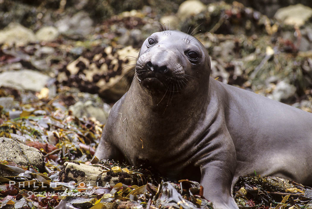 Juvenile northern elephant seal., Mirounga angustirostris, natural history stock photograph, photo id 10054