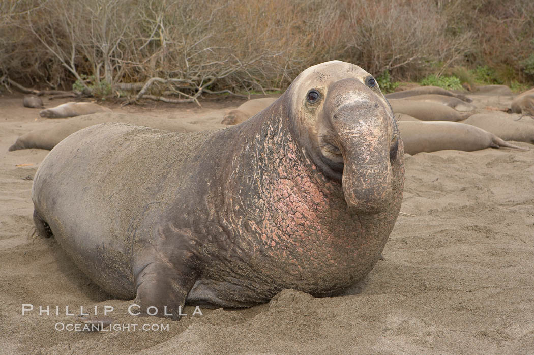 This bull elephant seal, an old adult male, shows scarring on his chest and proboscis from many winters fighting other males for territory and rights to a harem of females.  Sandy beach rookery, winter, Central California. Piedras Blancas, San Simeon, USA, Mirounga angustirostris, natural history stock photograph, photo id 15426