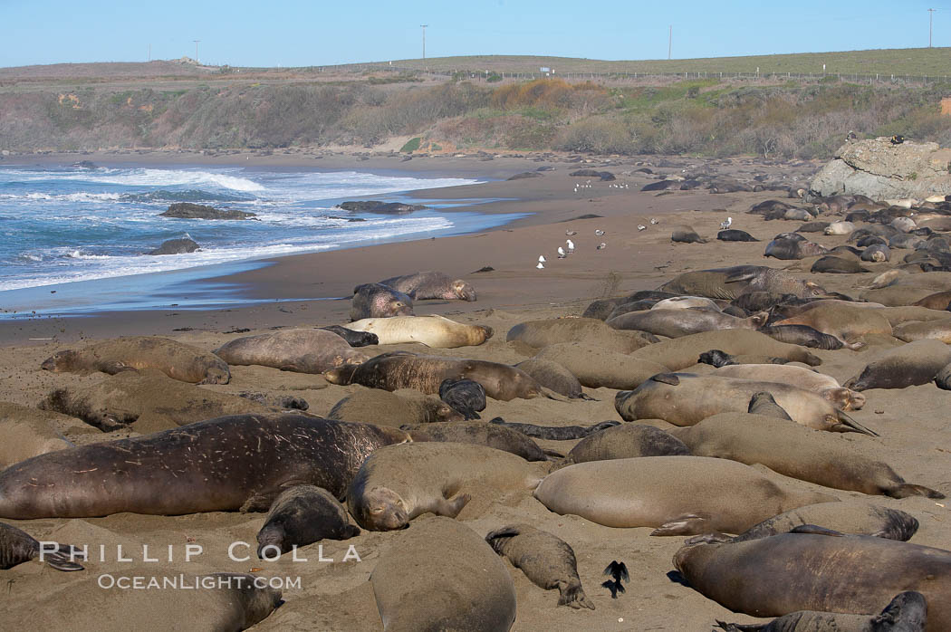 Elephant seals crowd a sand beach at the Piedras Blancas rookery near San Simeon. California, USA, Mirounga angustirostris, natural history stock photograph, photo id 15430