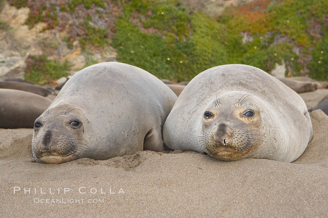 Two adult female elephant seals rest on a sandy beach, winter, Central California. Piedras Blancas, San Simeon, USA, Mirounga angustirostris, natural history stock photograph, photo id 15392