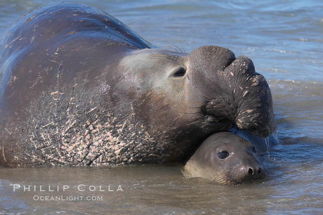 Elephant seals in the surf, showing extreme dimorphism, males (5000 lb) are triple the size of females (1700 lb).  Central California. Piedras Blancas, San Simeon, USA, Mirounga angustirostris, natural history stock photograph, photo id 15404