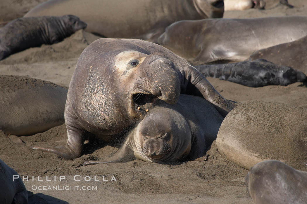 A bull elephant seal forceably mates (copulates) with a much smaller female, often biting her into submission and using his weight to keep her from fleeing.  Males may up to 5000 lbs, triple the size of females.  Sandy beach rookery, winter, Central California. Piedras Blancas, San Simeon, USA, Mirounga angustirostris, natural history stock photograph, photo id 15412
