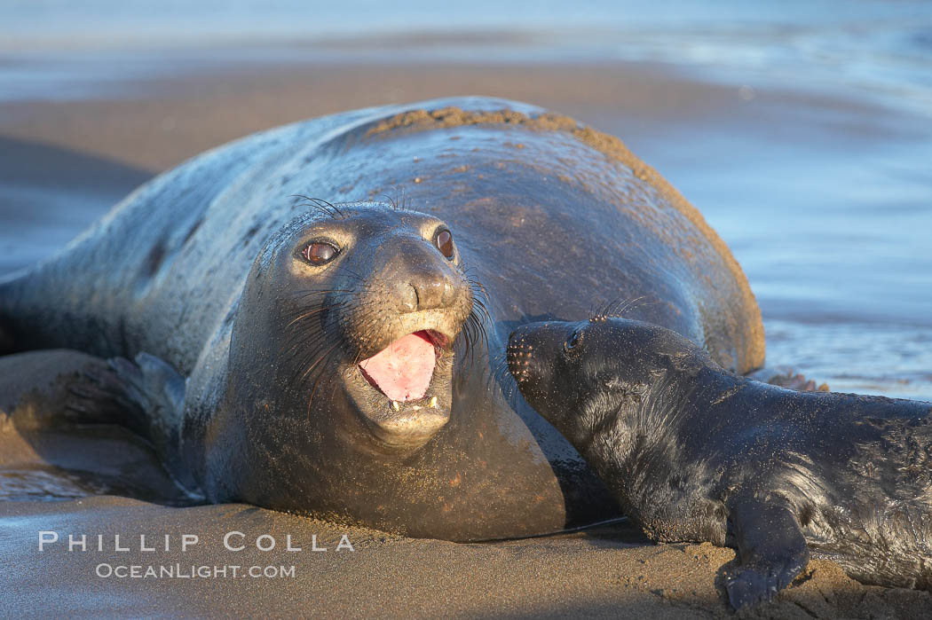 Elephant seal mother and pup vocalize to one another constantly, likely to reassure the pup and confirm the maternal identity on a crowded beach.  Central California. Piedras Blancas, San Simeon, USA, Mirounga angustirostris, natural history stock photograph, photo id 15420