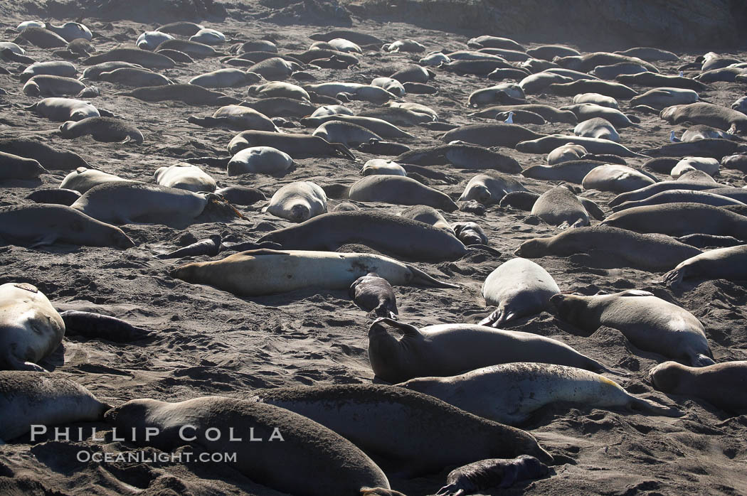Elephant seals crowd a sand beach at the Piedras Blancas rookery near San Simeon. California, USA, Mirounga angustirostris, natural history stock photograph, photo id 15432