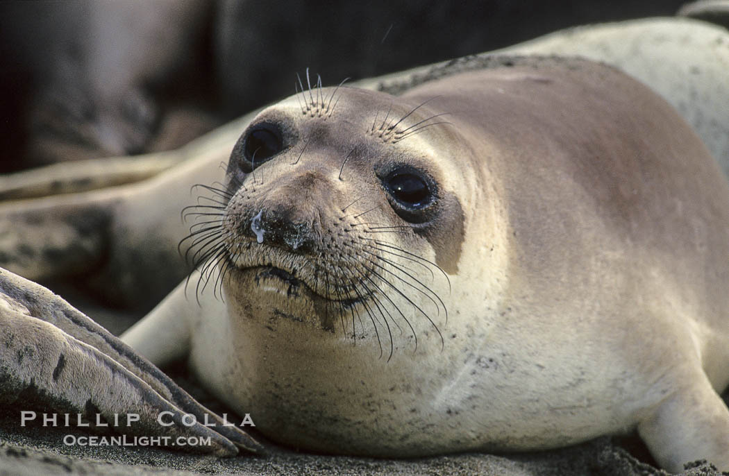 Juvenile northern elephant seal., Mirounga angustirostris, natural history stock photograph, photo id 10055